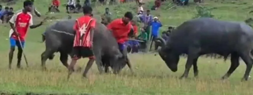 काड़ा लड़ाई में बिफरे भैंसे ने ली पिता की जान, बेटा गंभीर रूप से जख्मी, मातम में बदला मकर संक्रांति का उत्साह