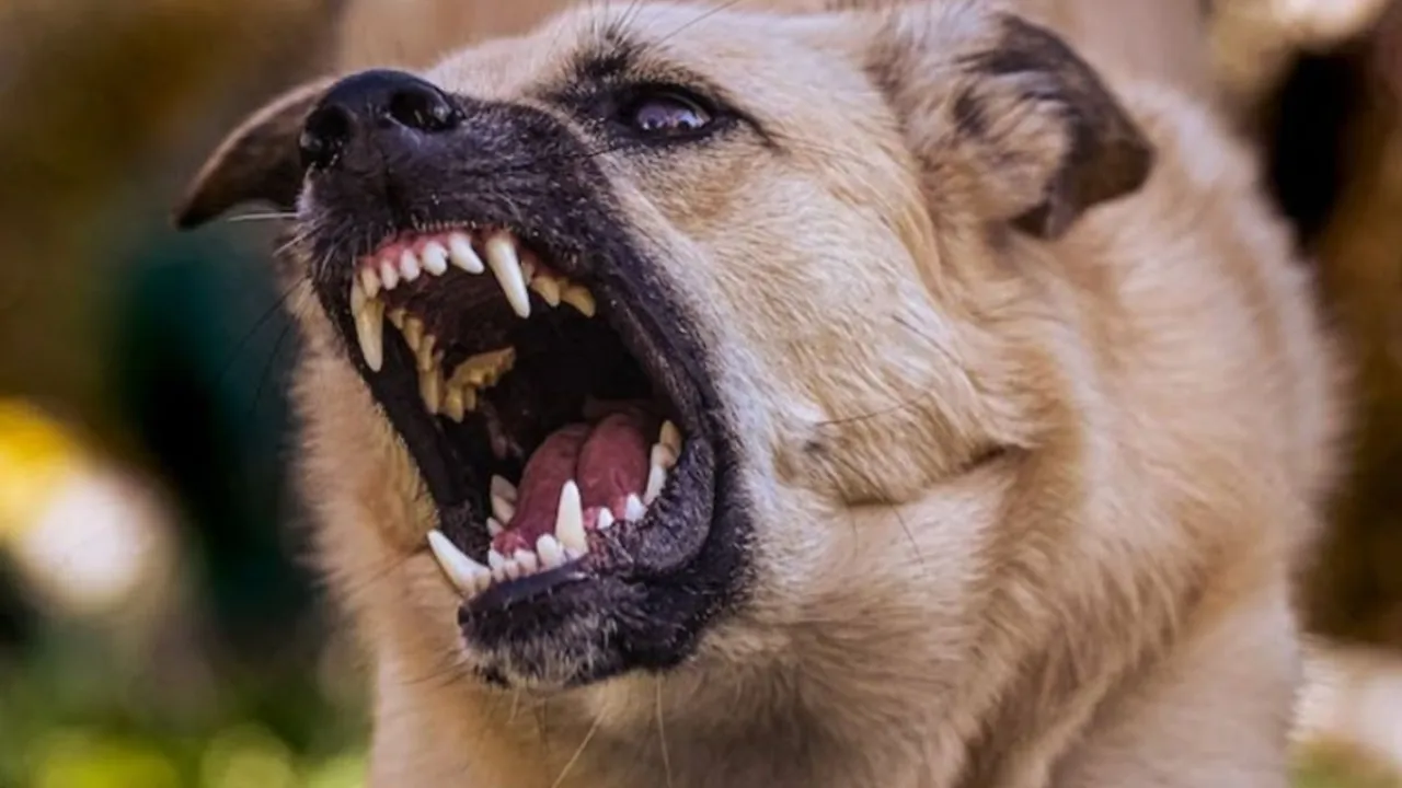 पागल कुत्ते ने 2 दर्जन से अधिक लोगों को काटा ! सदर अस्‍पताल में चल रहा सभी का इलाज