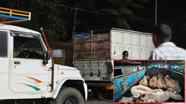 3 वाहनों में लोड 26 मवेशियों को गिरिडीह पुलिस ने किया जब्त, हिरासत में कई संदिग्ध