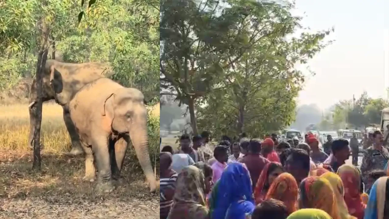 गिरिडीह में जंगली हाथियों का तांडव जारी, देवरी में एक व्यक्ति को कुचलकर मार डाला