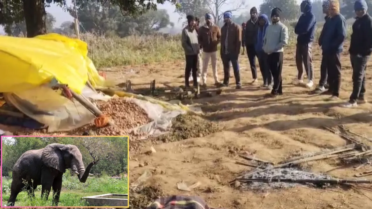 हजारीबाग में जंगली हाथियों का आतंक, झुंड़ से बिछड़े हाथी ने एक व्यक्ति को कुचला, पत्नी की हालत गंभीर