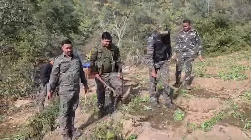 चौपारण थाना क्षेत्र में अवैध अफीम की खेती का विनष्टीकरण, लगभग 50 एकड़ में लगी फसल नष्ट