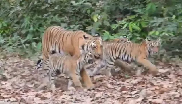 छिंदवाड़ा: तामिया में 3 शावकों के साथ बाघिन की दस्तक, ग्रामीणों में दहशत