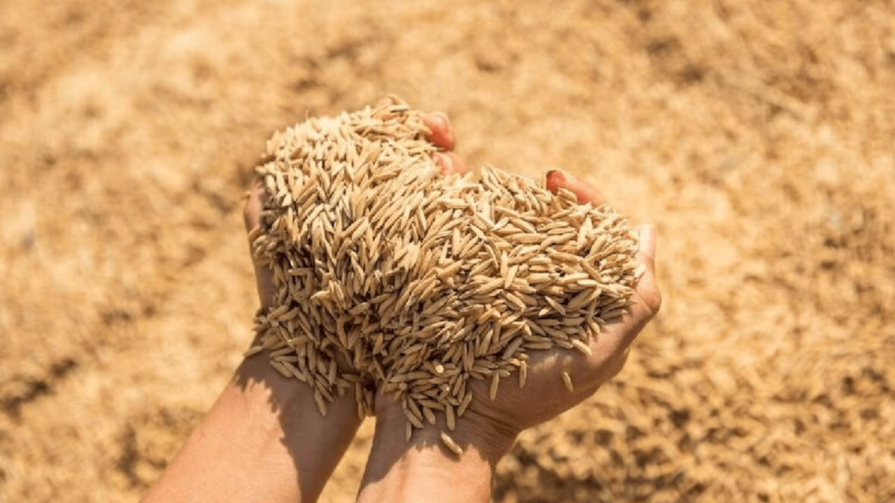 झारखंड में धान खरीद की धीमी रफ्तार ने बढ़ाई किसानों की मुश्किलें ! BJP का आरोप- बिचौलियों को संरक्षण दे रही सरकार