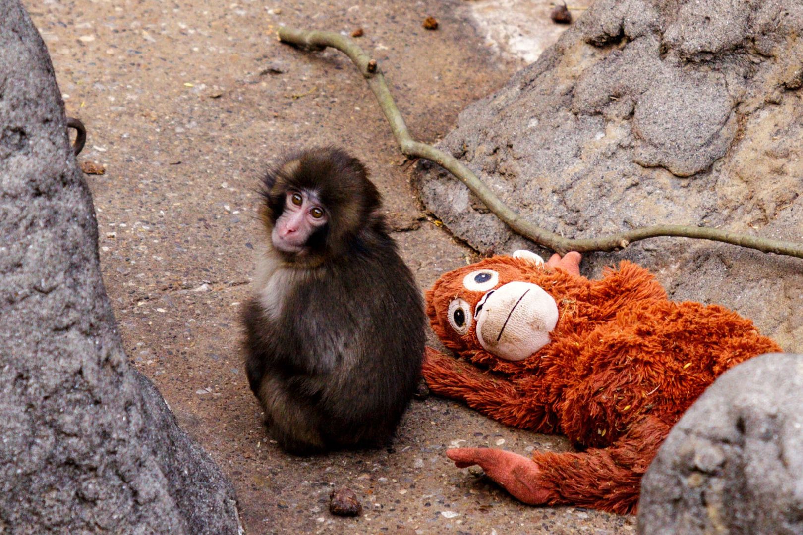 जापान के शिशु मकाक का वीडियो दुनिया भर में वायरल, Punch के भावनात्मक लगाव ने किया भाव-विभोर