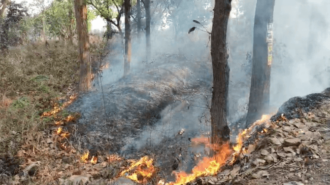 पतझड़ में धधक रहा सरायकेला का कांड्रा जंगल, खतरे में वन्यजीवों का अस्तित्व