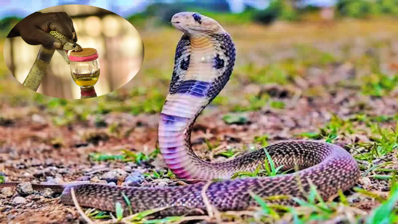 पलामू में 80 करोड़ की कीमत का सांप का जहर बरामद ! 3 तस्कर गिरफ्तार, हिरासत में 7 लोग